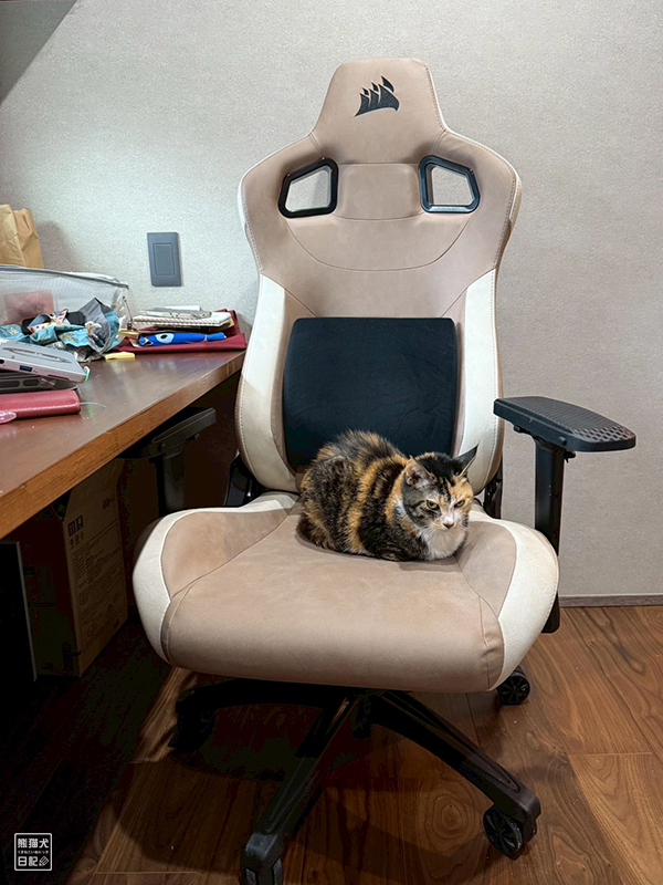 ツンデレ三毛猫の稚葉