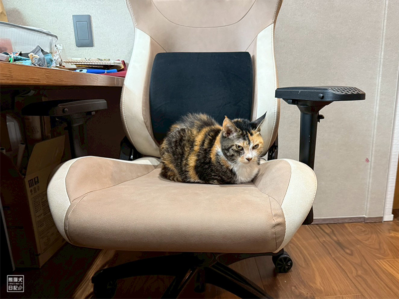 ツンデレ三毛猫の稚葉