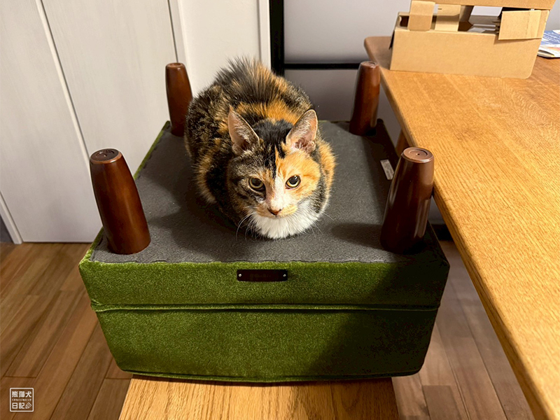 ツンデレ三毛猫の稚葉