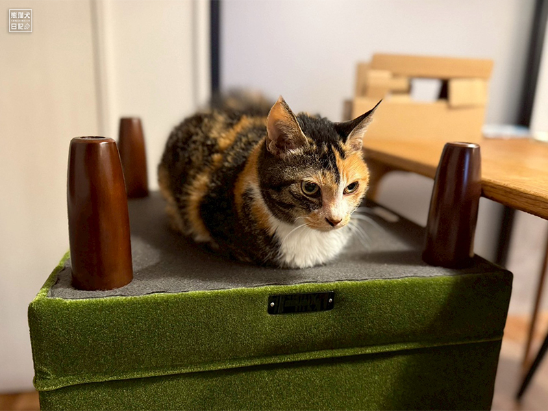 ツンデレ三毛猫の稚葉