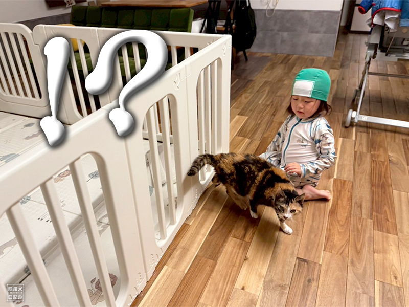 ツンデレ三毛猫の稚葉と小倅