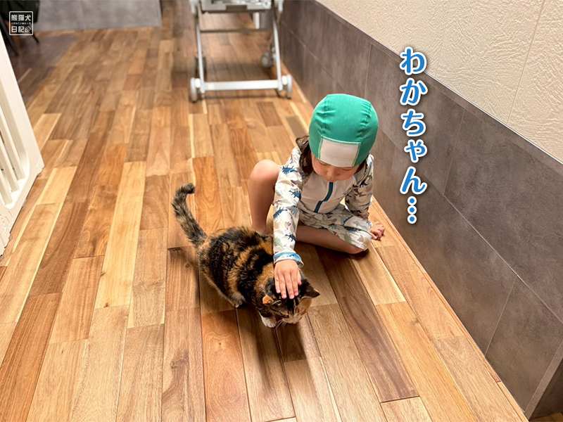 ツンデレ三毛猫の稚葉と小倅