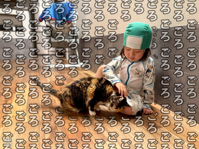 ツンデレ三毛猫の稚葉と小倅