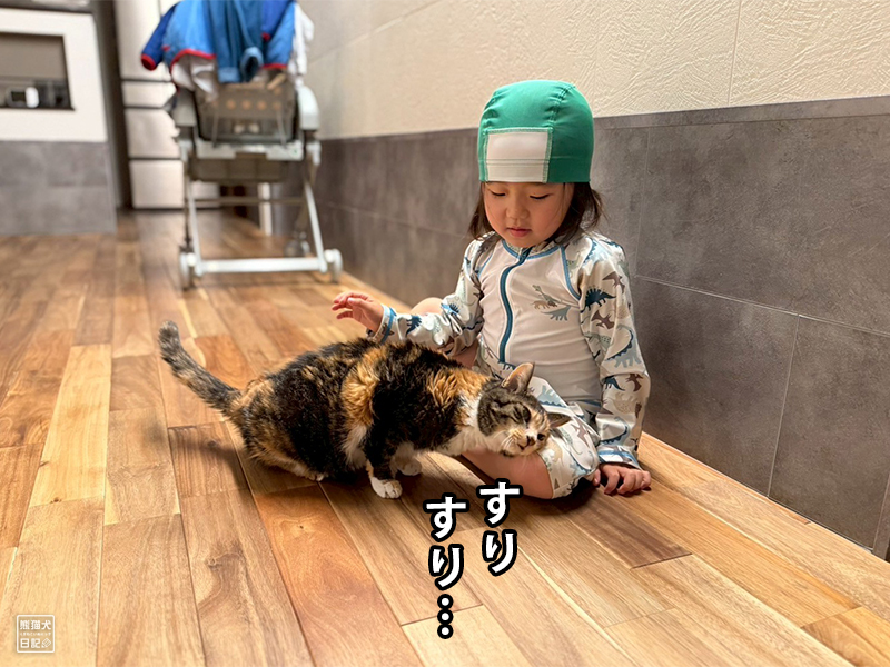 ツンデレ三毛猫の稚葉と小倅