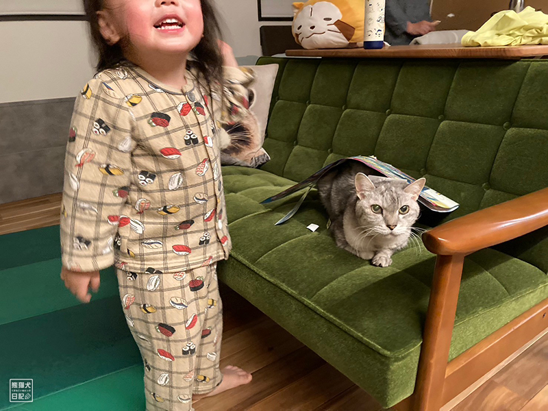 小倅と天然猫の寿喜
