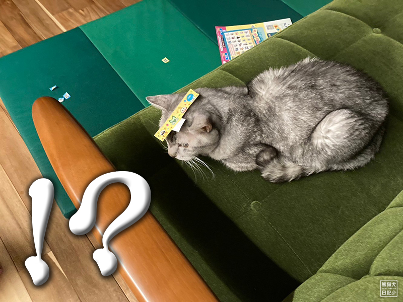 小倅と天然猫の寿喜