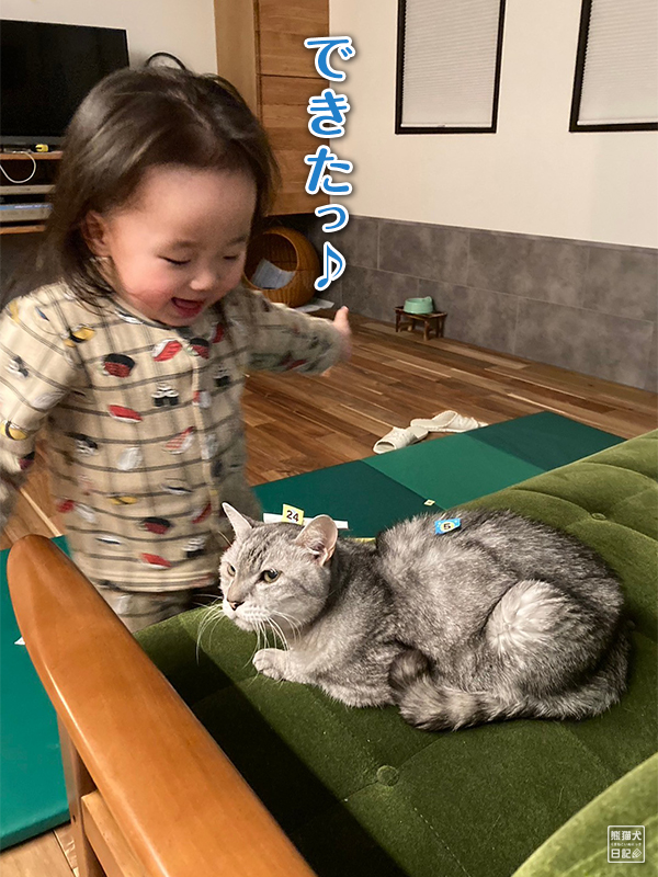 小倅と天然猫の寿喜