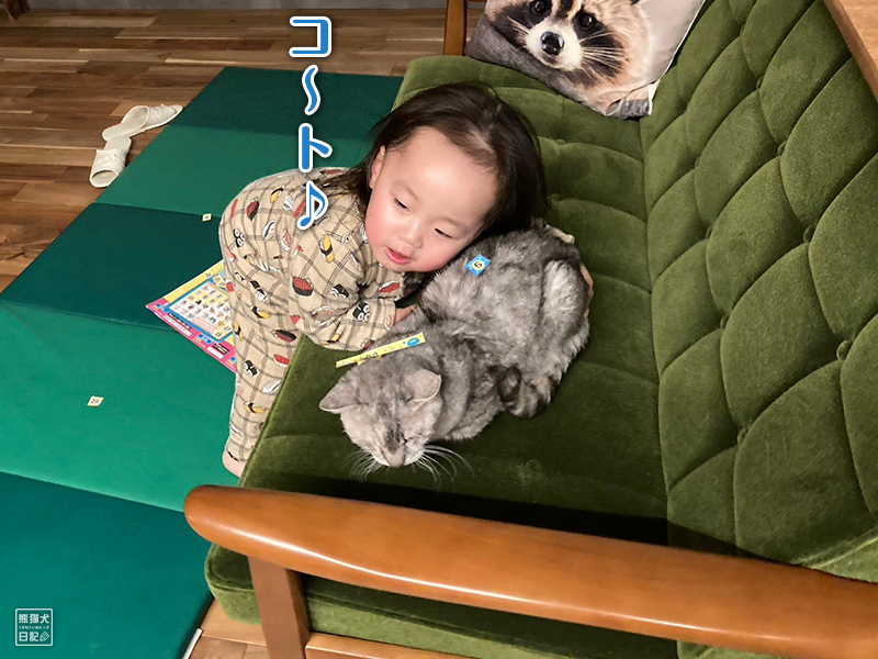 小倅と天然猫の寿喜