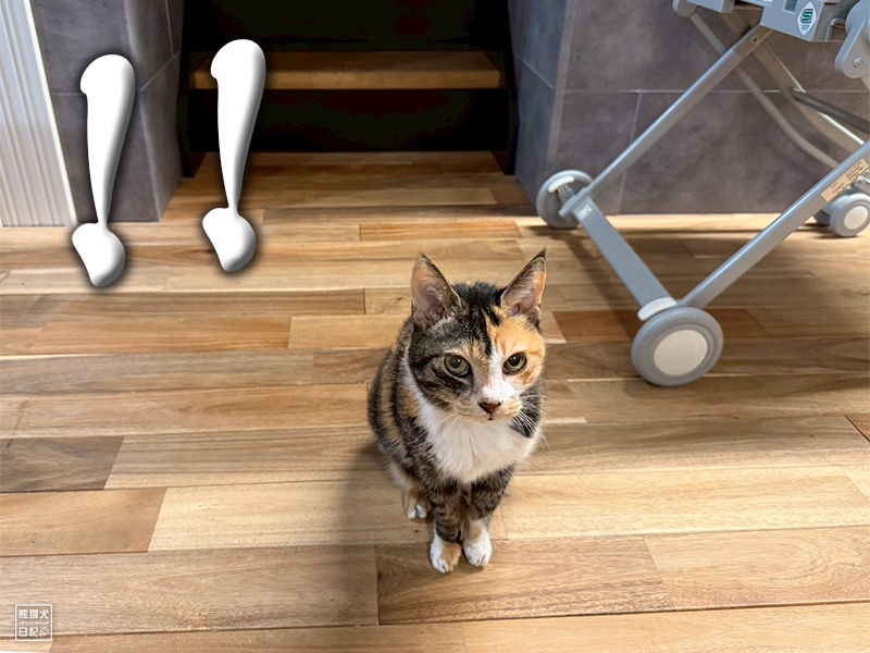 ツンデレ三毛猫の稚葉