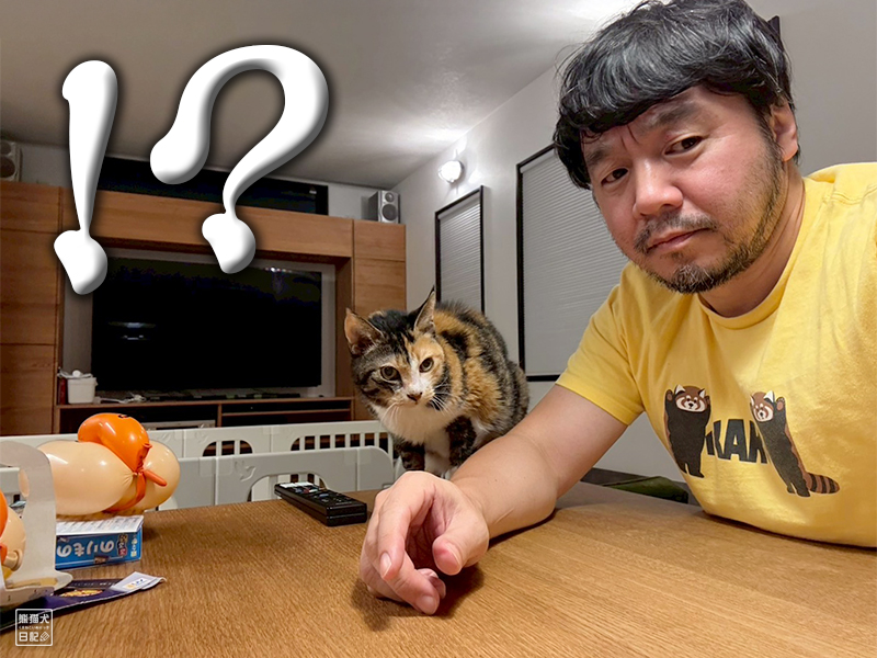 ツンデレ三毛猫の稚葉
