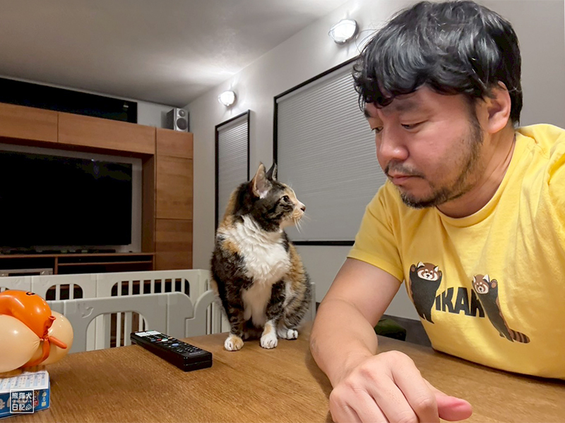 ツンデレ三毛猫の稚葉