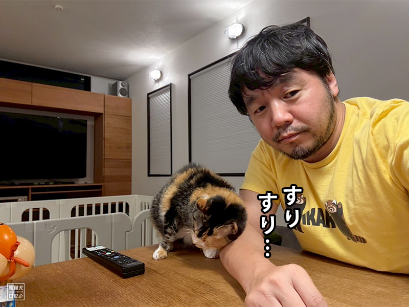 ツンデレ三毛猫の稚葉