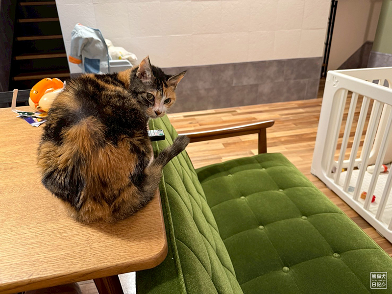 ツンデレ三毛猫の稚葉