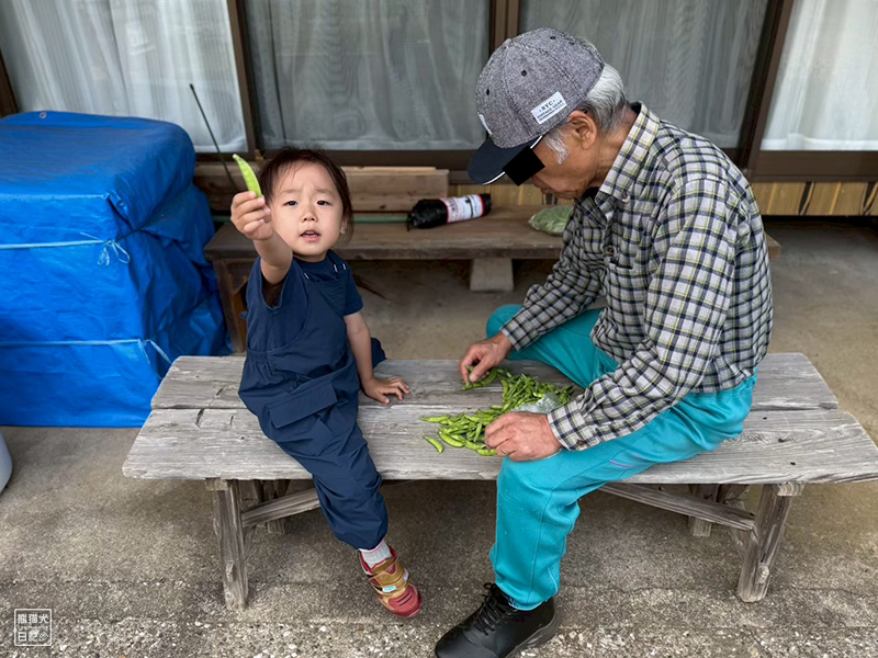 孫と祖父の野菜収穫