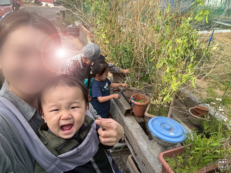 孫と祖父の野菜収穫