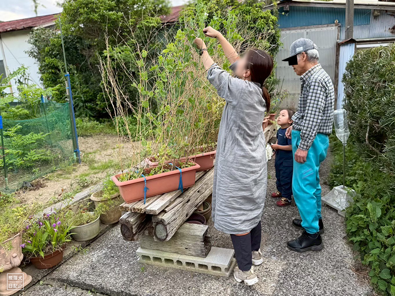 孫と祖父の野菜収穫