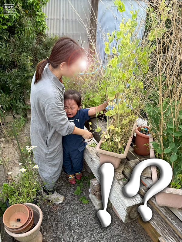 孫と祖父の野菜収穫