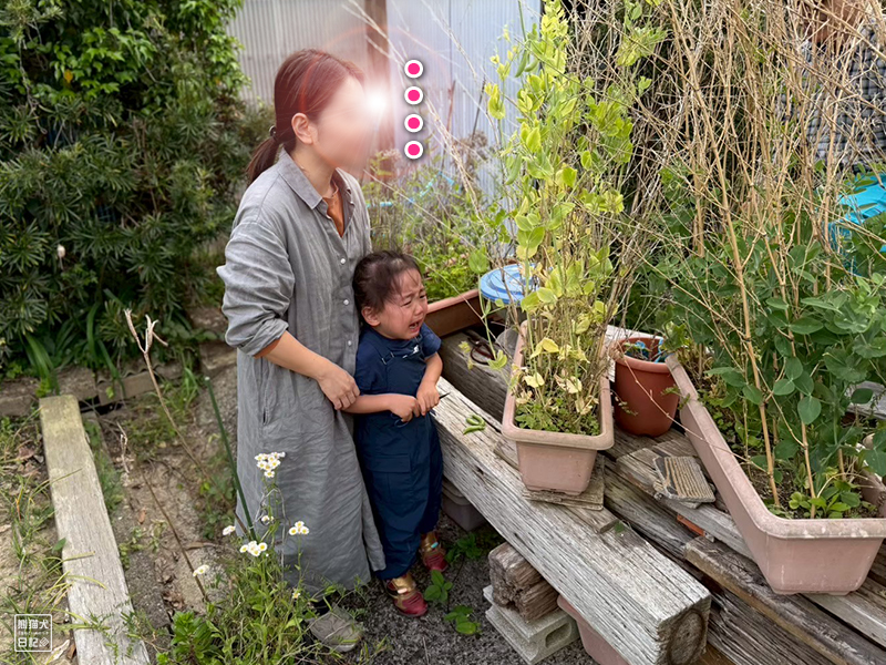 孫と祖父の野菜収穫