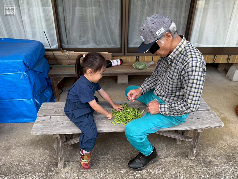 孫と祖父の野菜収穫