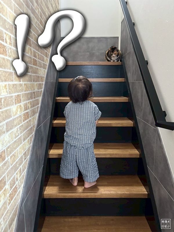 小童とツンデレ三毛猫の稚葉