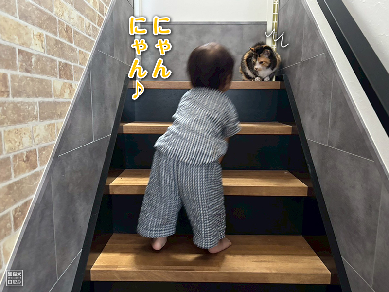 小童とツンデレ三毛猫の稚葉