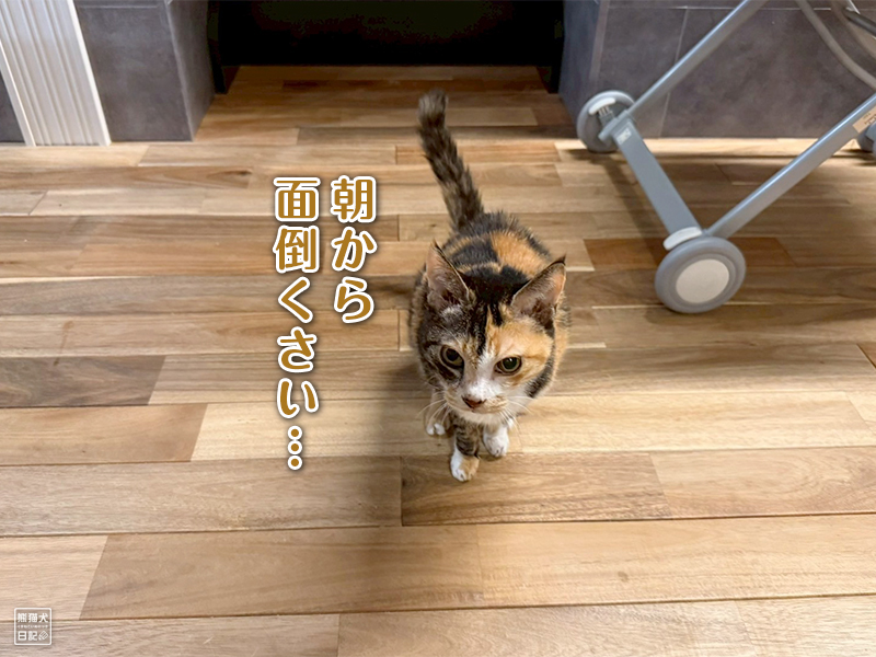 ツンデレ三毛猫の稚葉