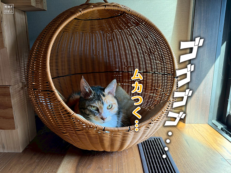ツンデレ三毛猫の稚葉