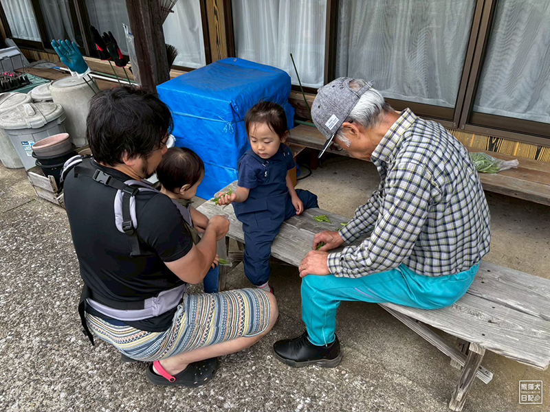 小倅の野菜収穫