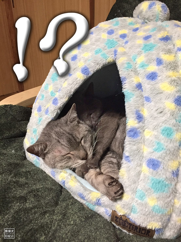 天然猫の寿喜と石像猫にいな
