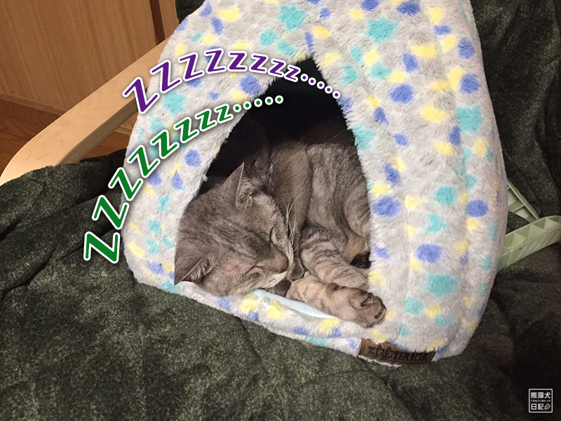 天然猫の寿喜と石像猫にいな