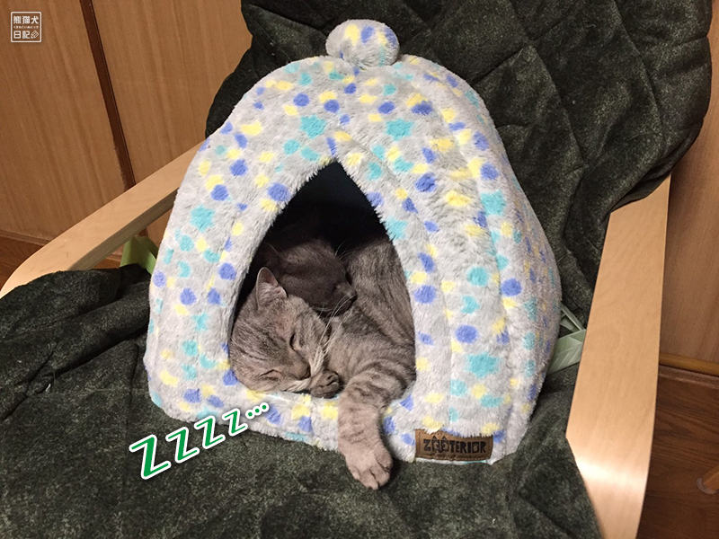 天然猫の寿喜と石像猫にいな