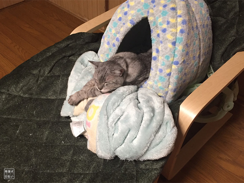 天然猫の寿喜