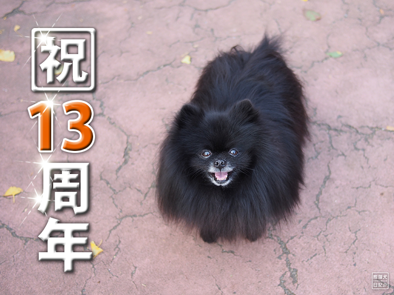 黒ポメラニアン志熊