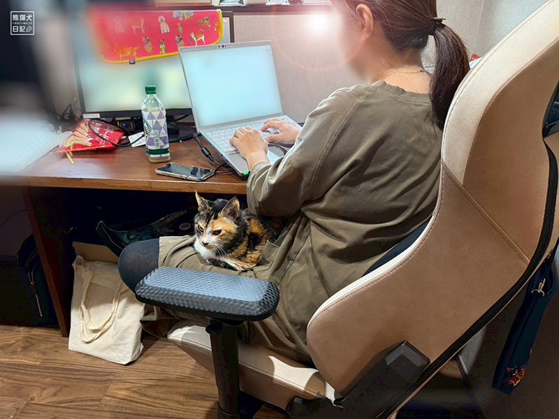 ツンデレ三毛猫の稚葉
