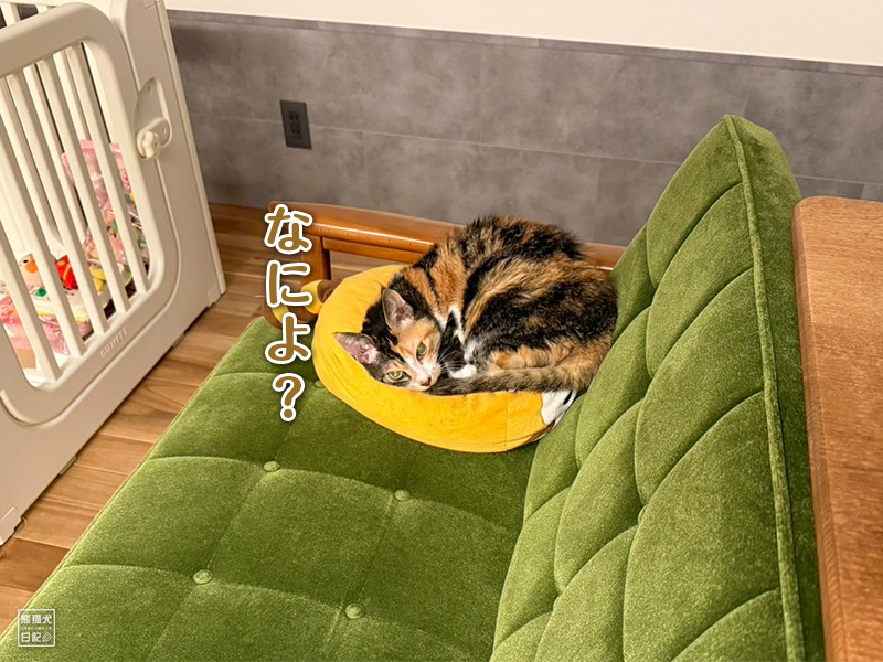 ツンデレ三毛猫の稚葉