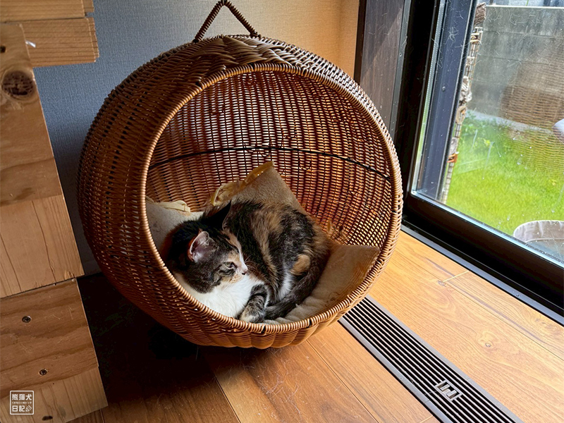 ツンデレ三毛猫の稚葉