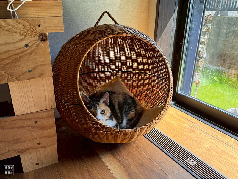 ツンデレ三毛猫の稚葉