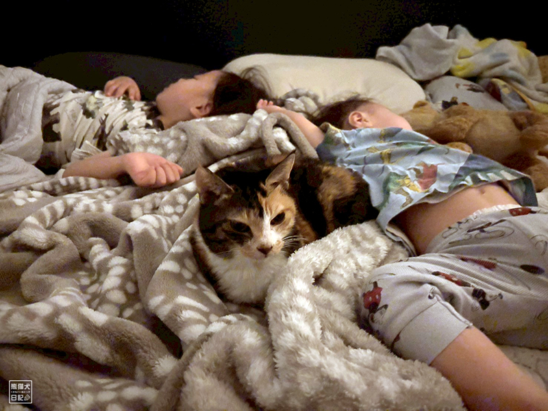 ツンデレ三毛猫の稚葉と子供たち