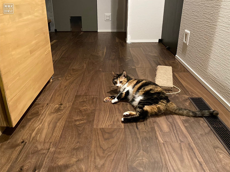 ツンデレ三毛猫の稚葉