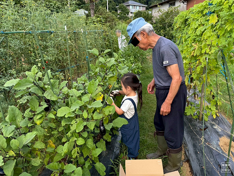 祖父と孫の野菜収穫