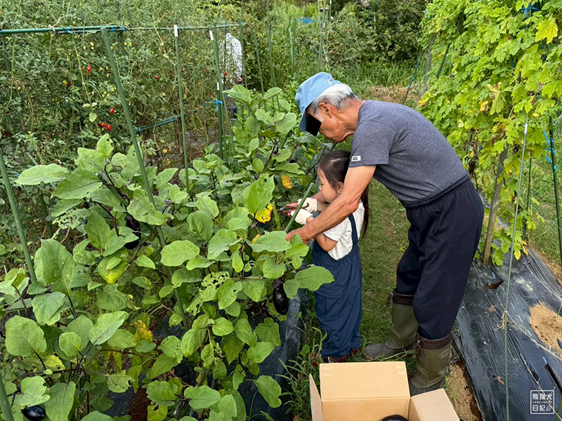 祖父と孫の野菜収穫