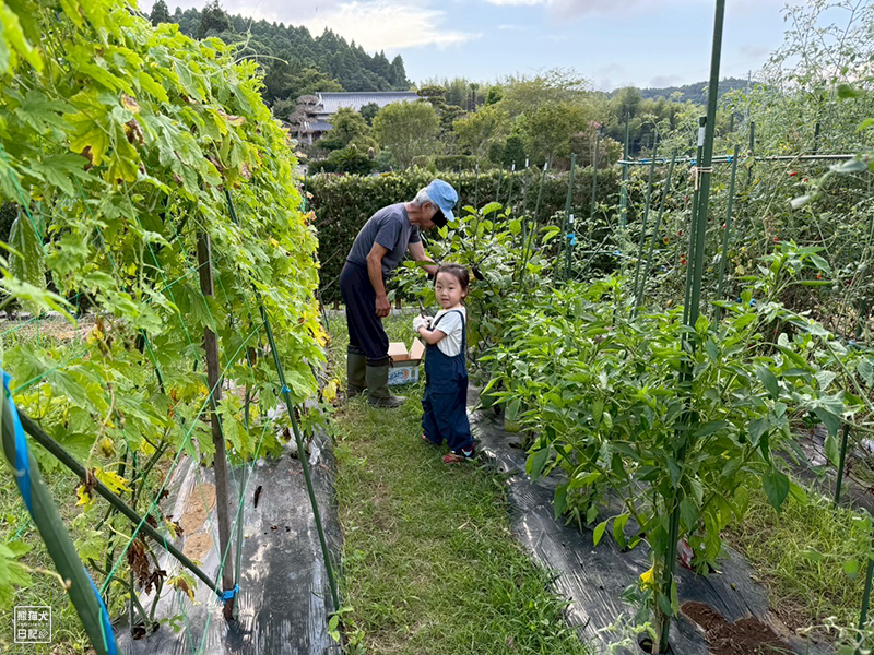 祖父と孫の野菜収穫