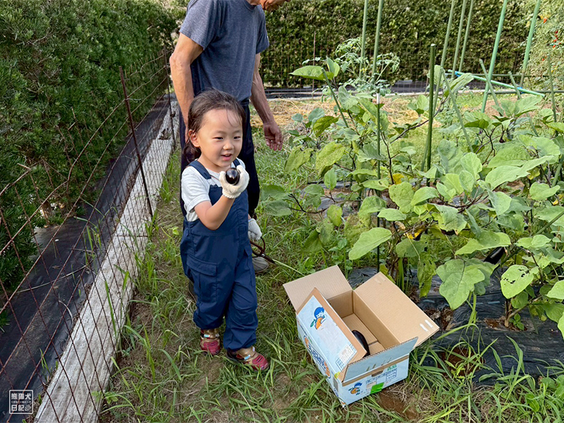 祖父と孫の野菜収穫