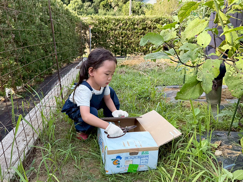 祖父と孫の野菜収穫