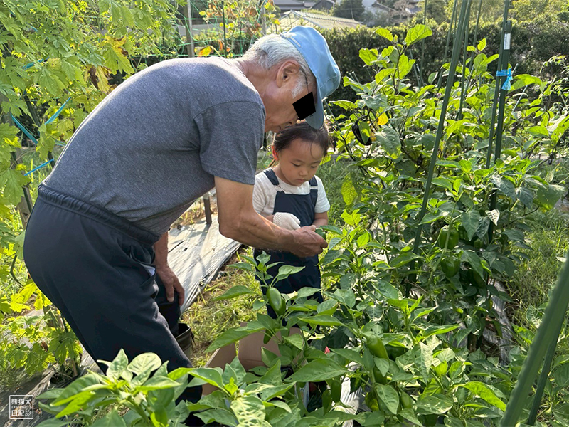 祖父と孫の野菜収穫