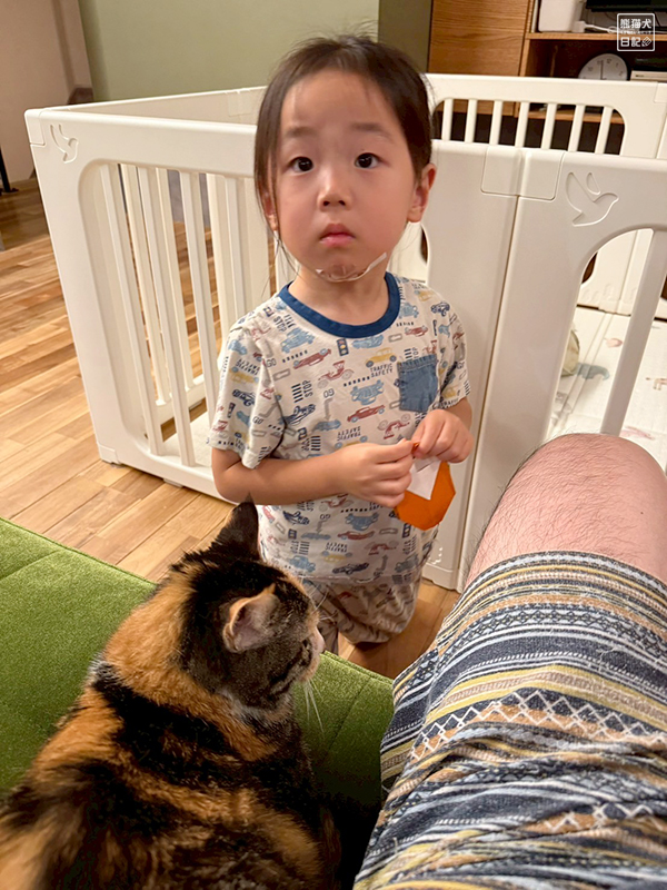 ツンデレ三毛猫と四歳児