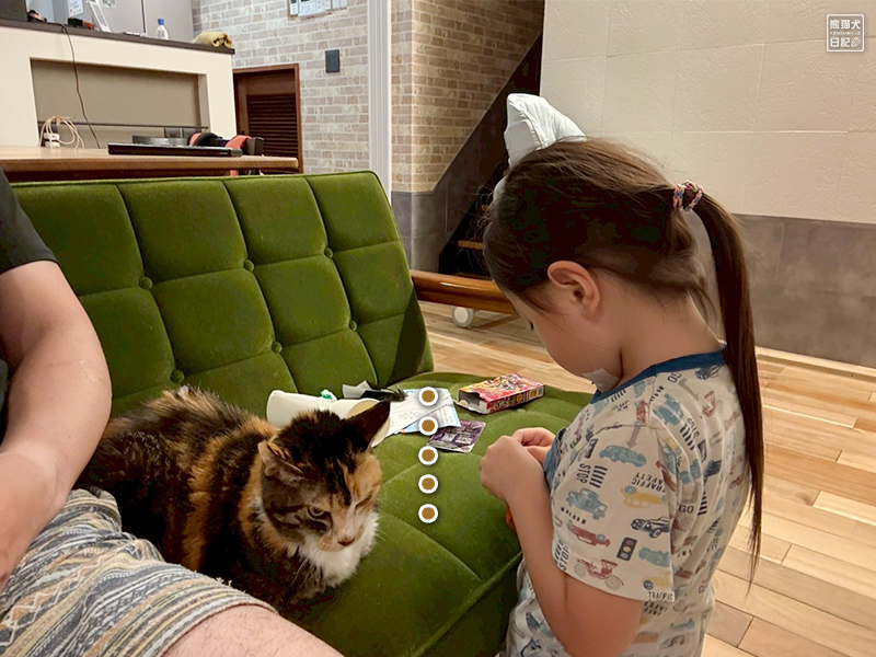 ツンデレ三毛猫と四歳児