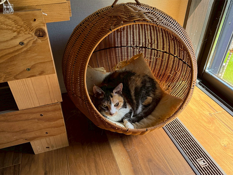 ツンデレ三毛猫の稚葉
