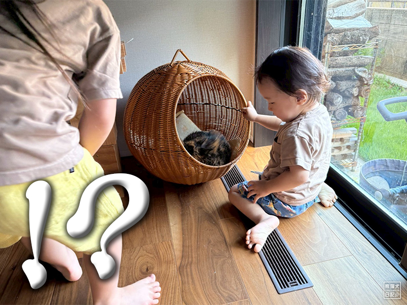 三毛猫を触る子供たち