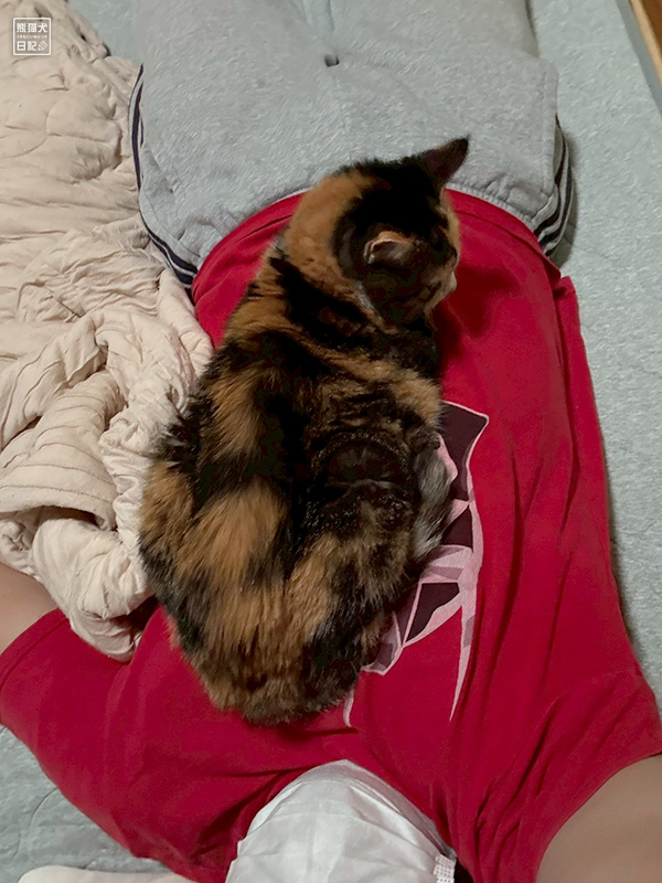 ツンデレ三毛猫の稚葉